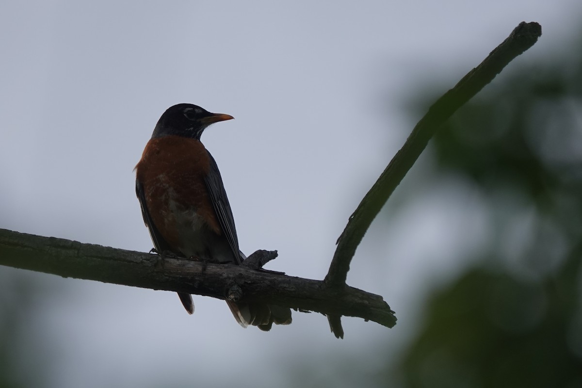 American Robin - ML620078495