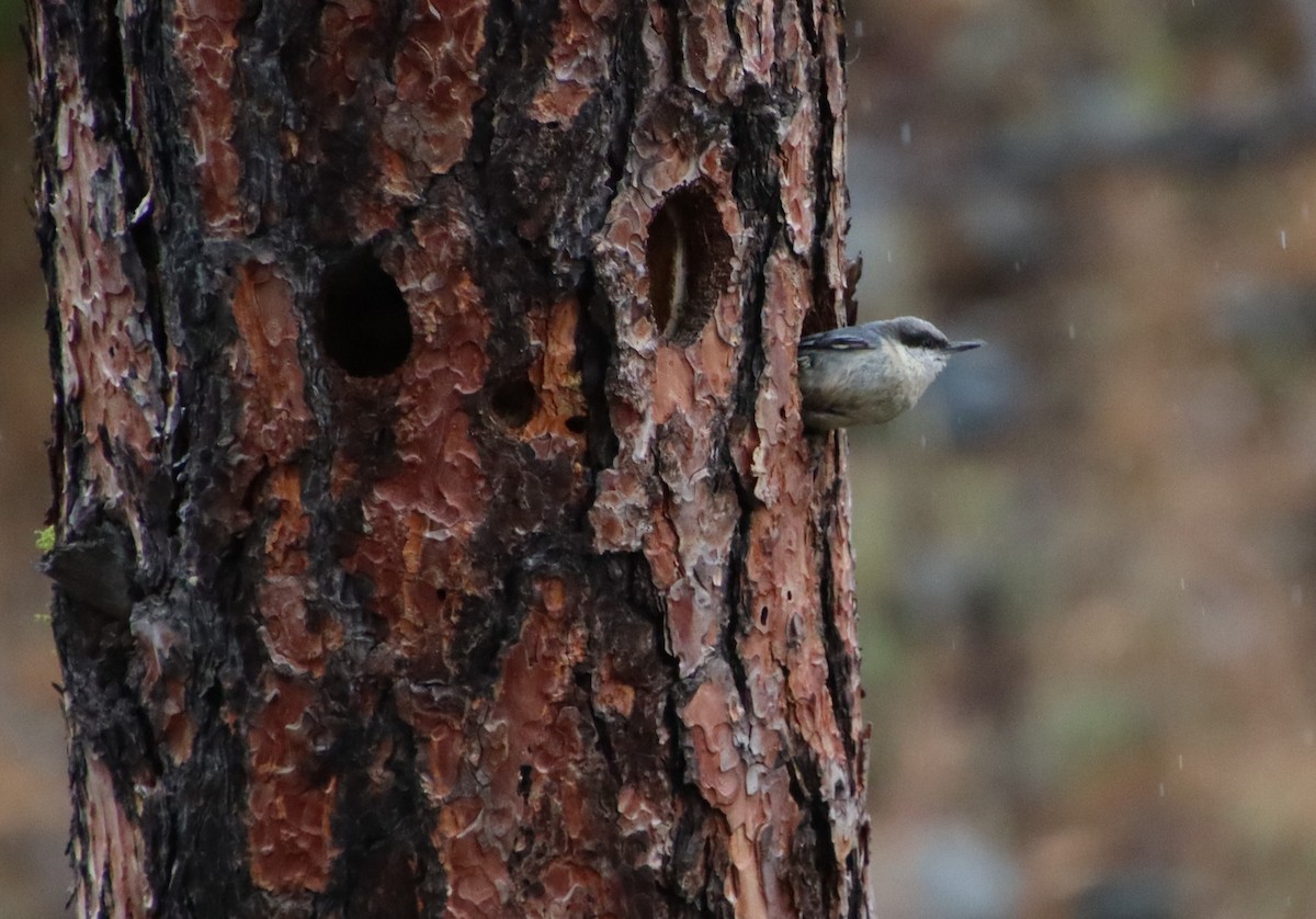 Pygmy Nuthatch - ML620078498