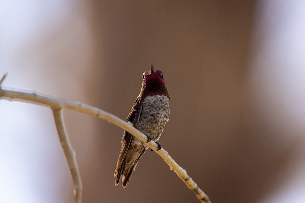 Anna's Hummingbird - ML620078499