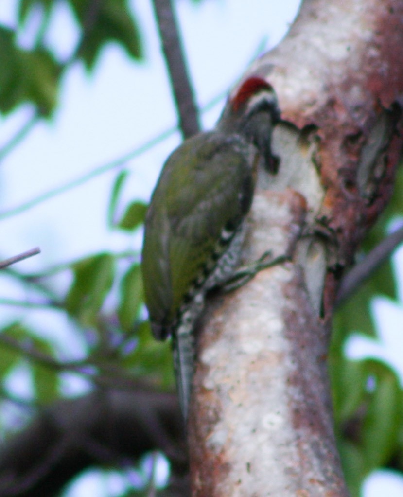 Cuban Green Woodpecker - ML620078500