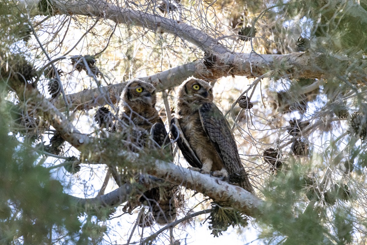 Great Horned Owl - ML620078521