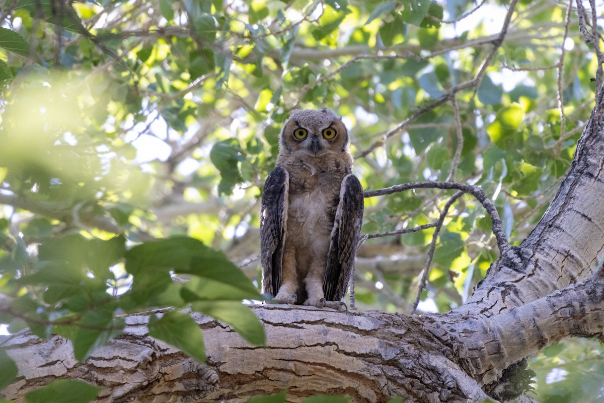 Great Horned Owl - ML620078522