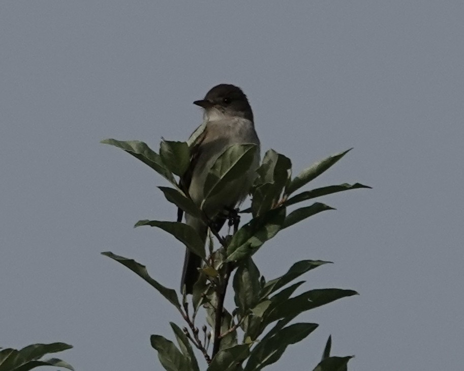 Willow Flycatcher - ML620078523