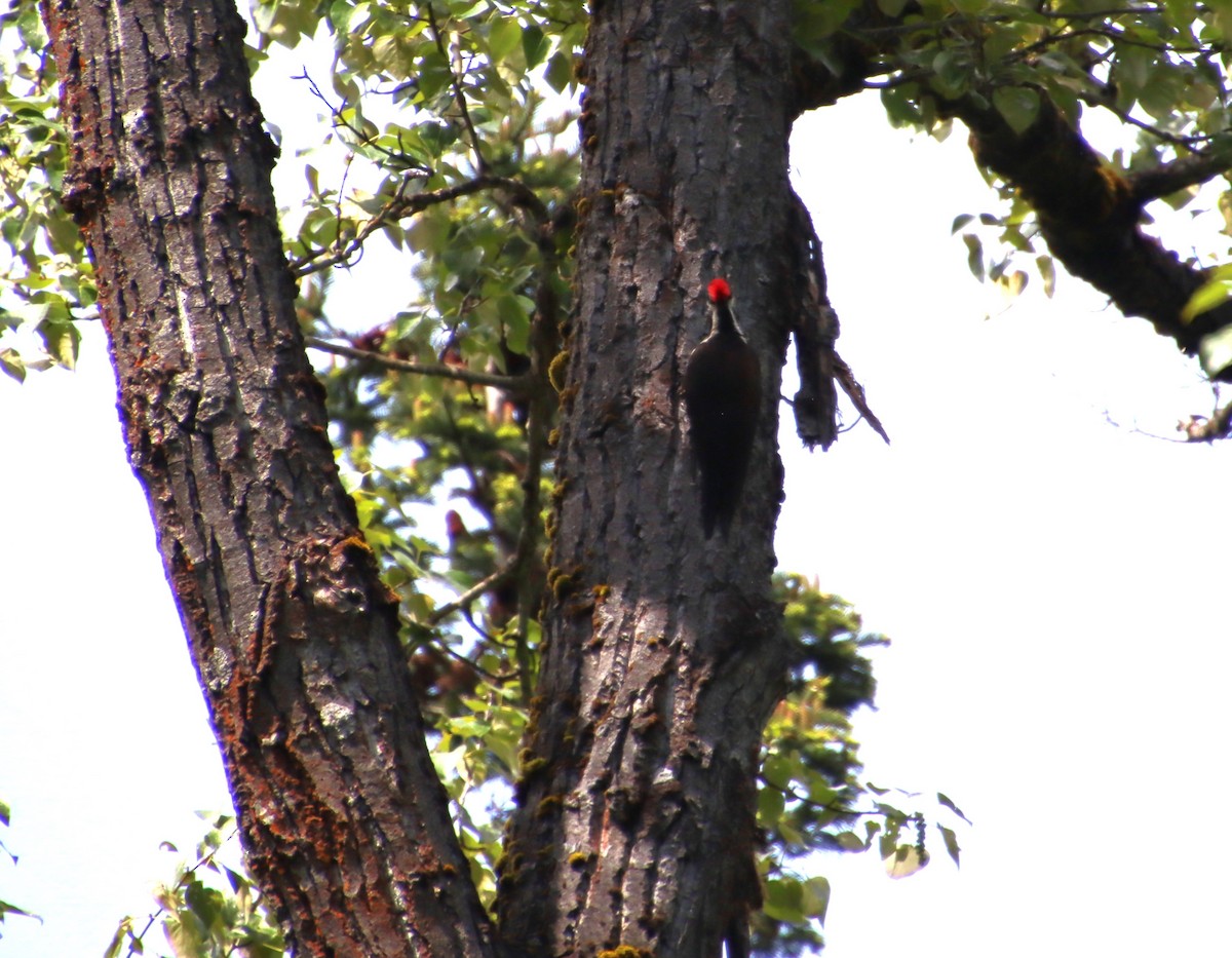 Pileated Woodpecker - ML620078527