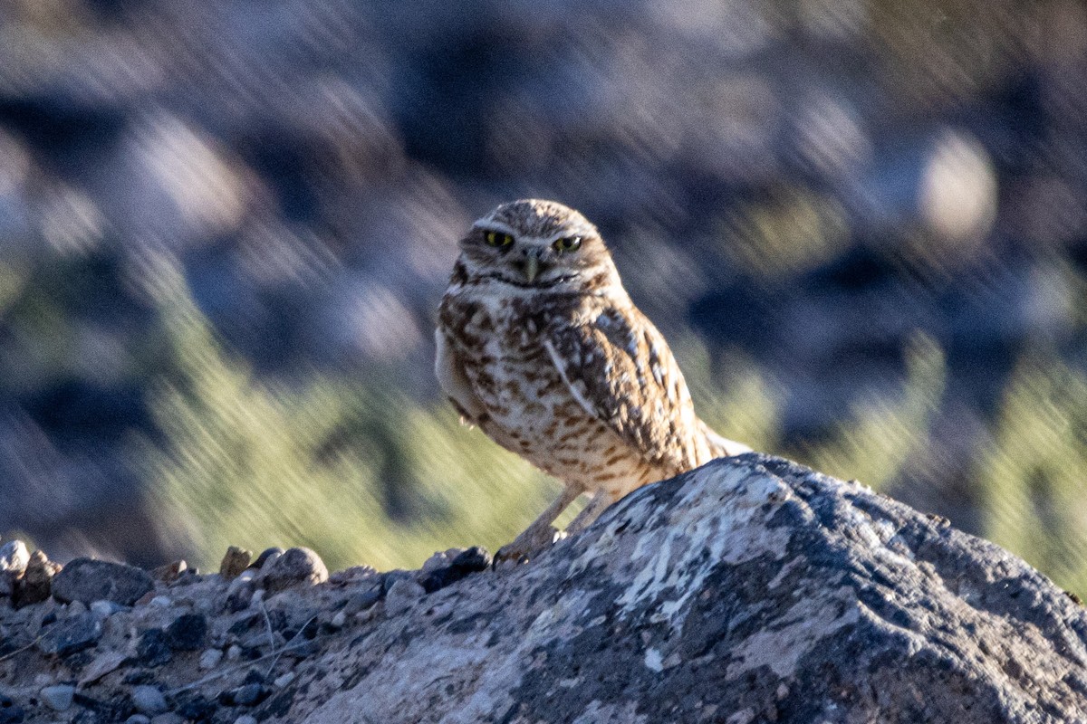 Burrowing Owl - ML620078529