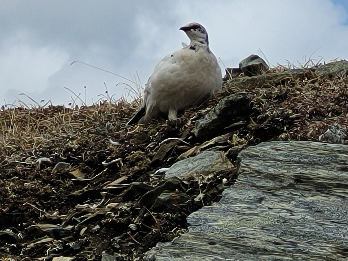 Rock Ptarmigan - Lachlan Bebout