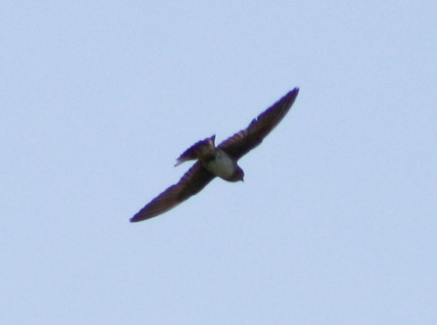 Cave Swallow - ML620078535