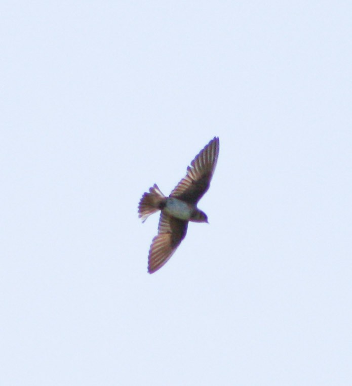 Cave Swallow - ML620078536