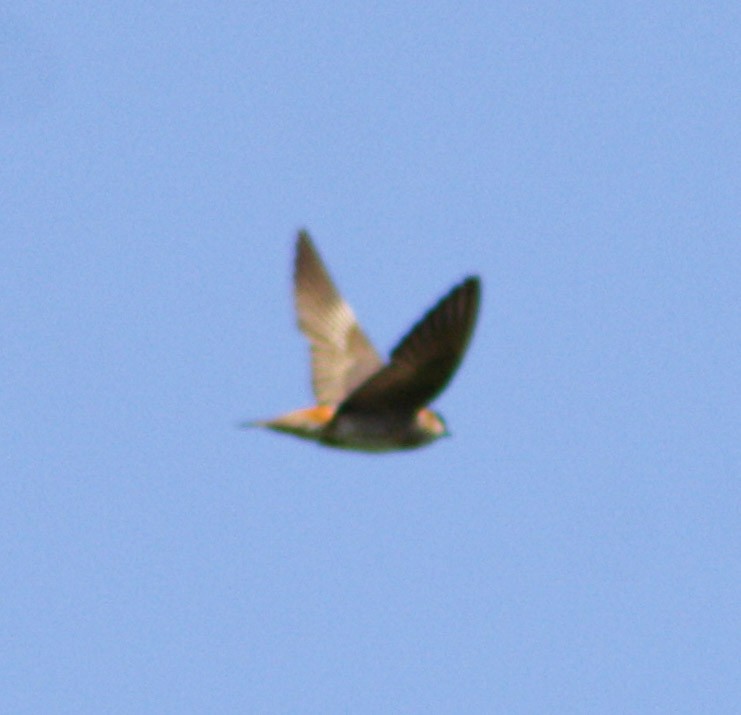 Cave Swallow - ML620078537