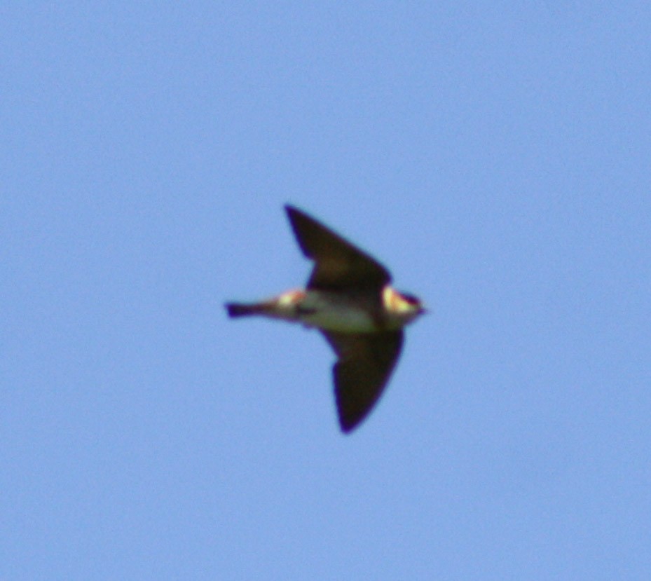 Cave Swallow - ML620078538