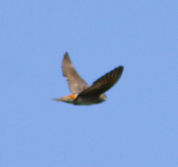 Cave Swallow - ML620078539