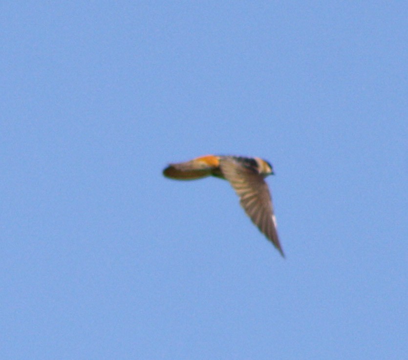 Cave Swallow - ML620078540