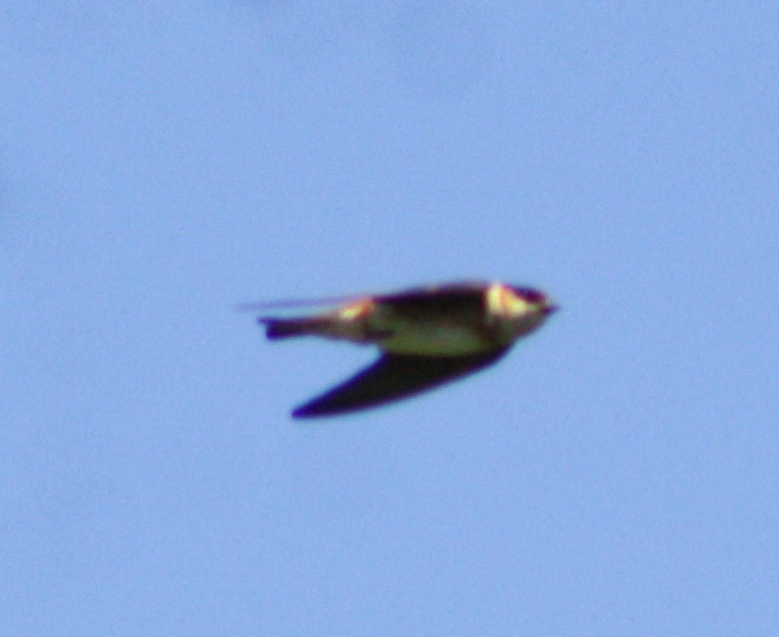 Cave Swallow - ML620078541