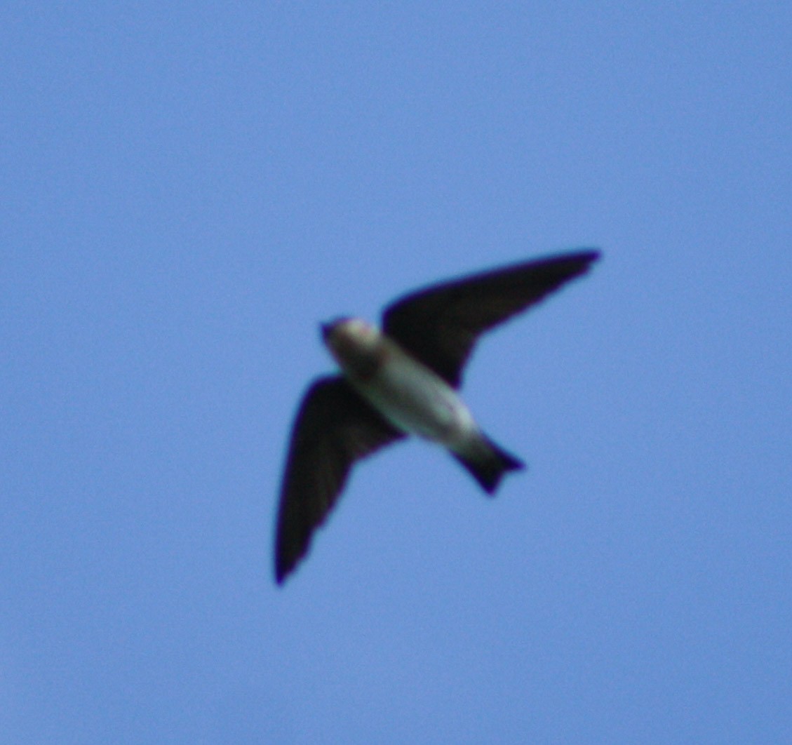 Cave Swallow - ML620078542