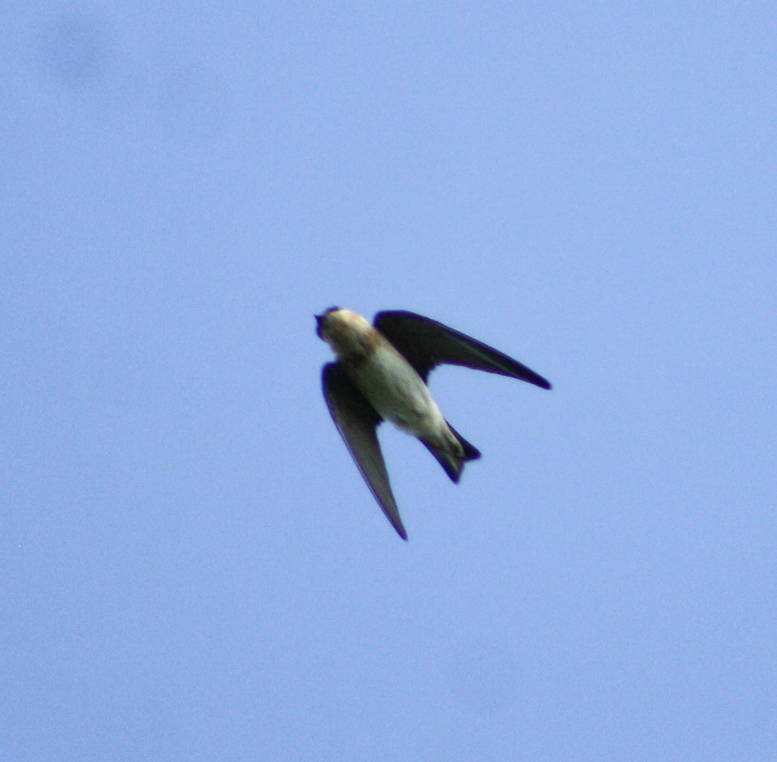 Cave Swallow - ML620078543