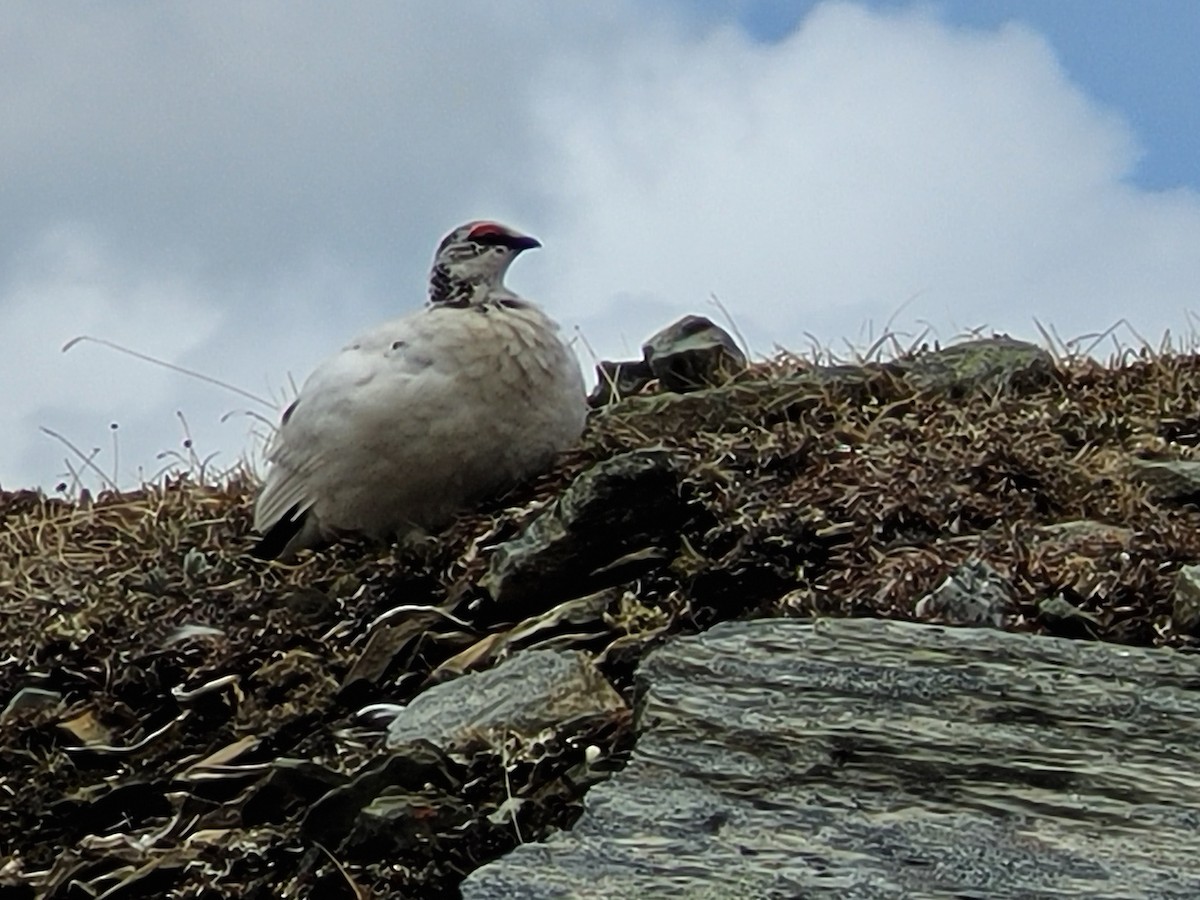 Rock Ptarmigan - ML620078570