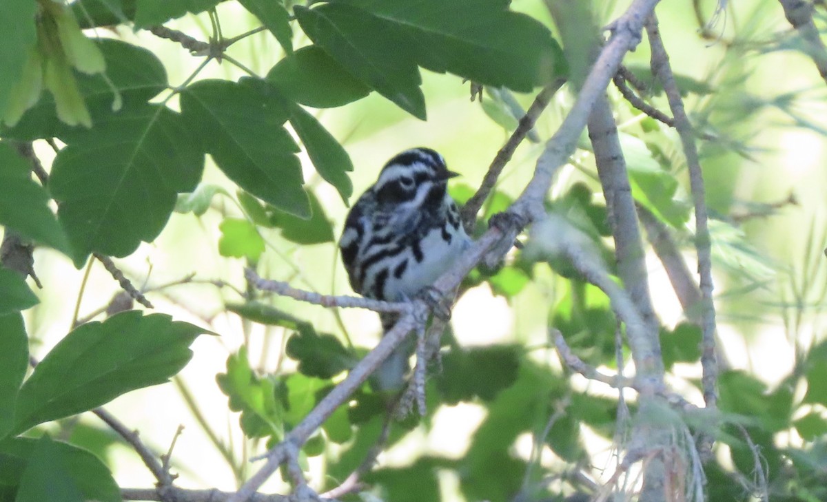 Black-and-white Warbler - ML620078579