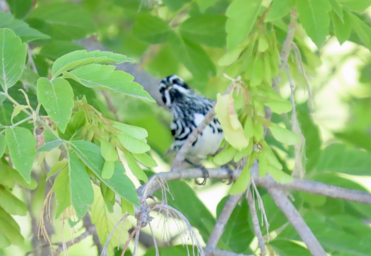 Black-and-white Warbler - ML620078580