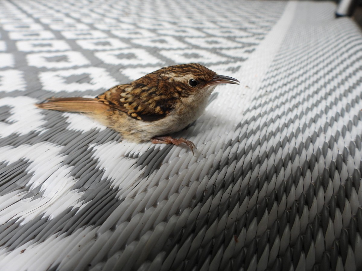 Eurasian Treecreeper - ML620078588