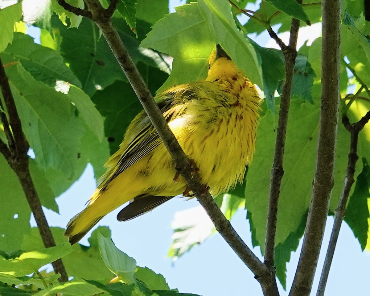Yellow Warbler - ML620078605