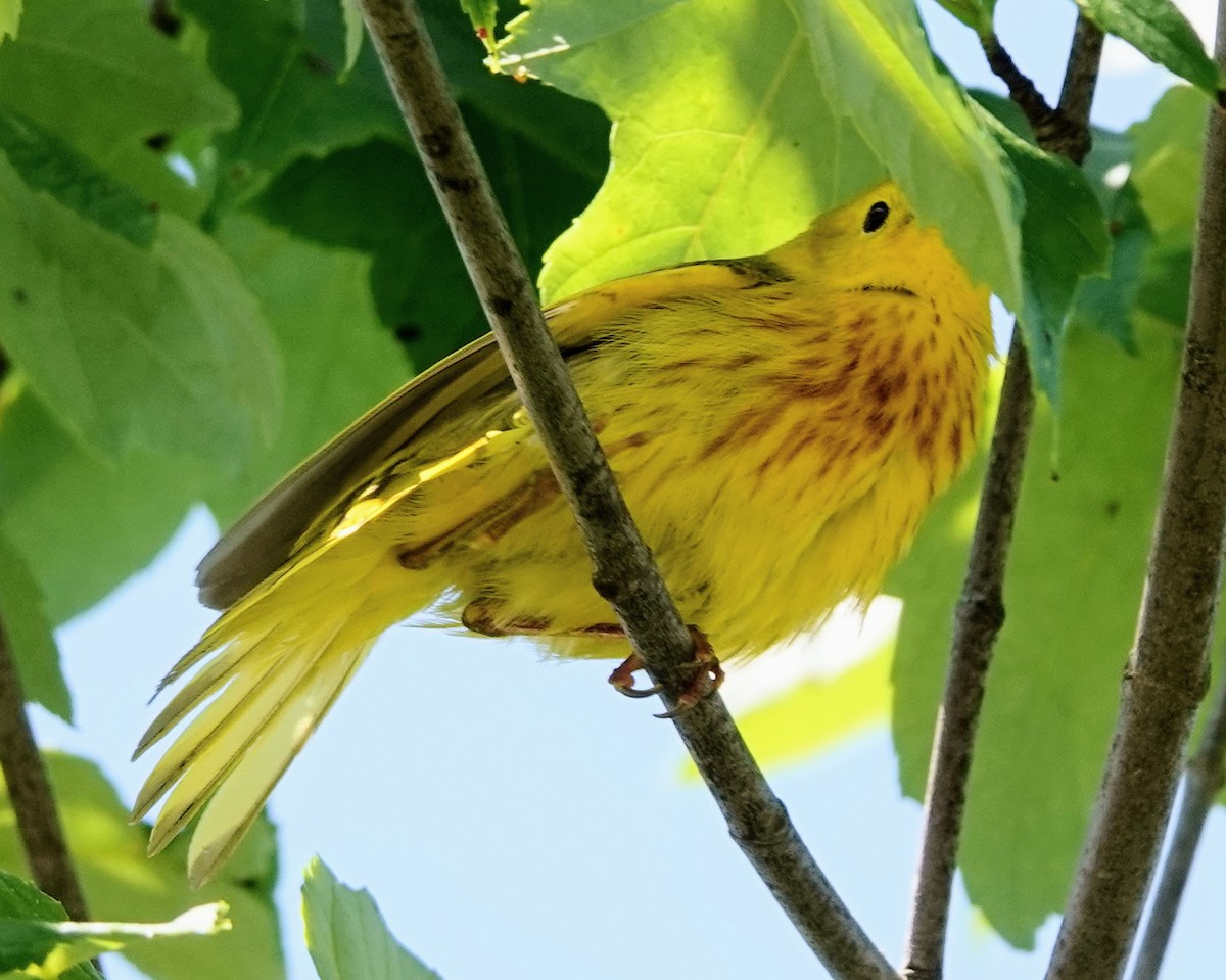 Yellow Warbler - ML620078606