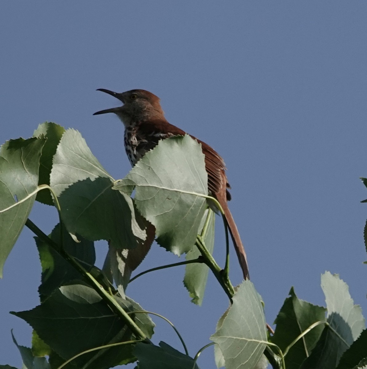 Brown Thrasher - ML620078621