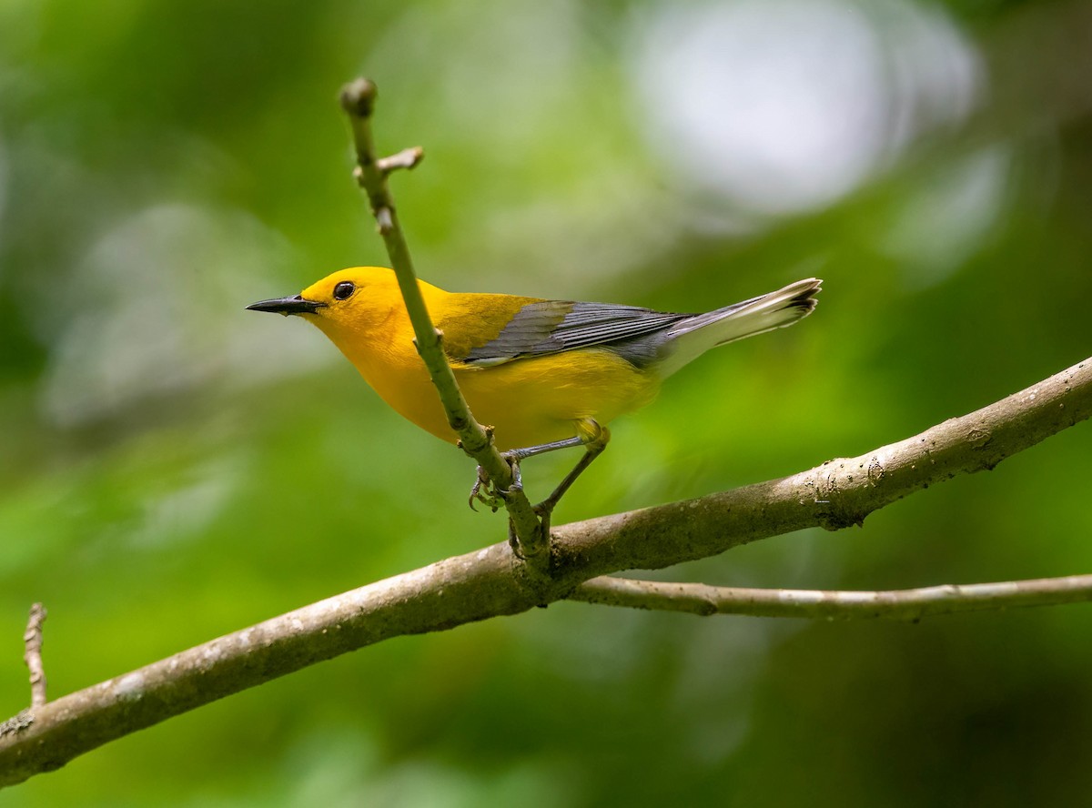 Prothonotary Warbler - ML620078625