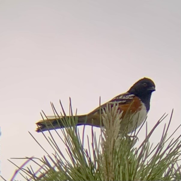Spotted Towhee - ML620078630