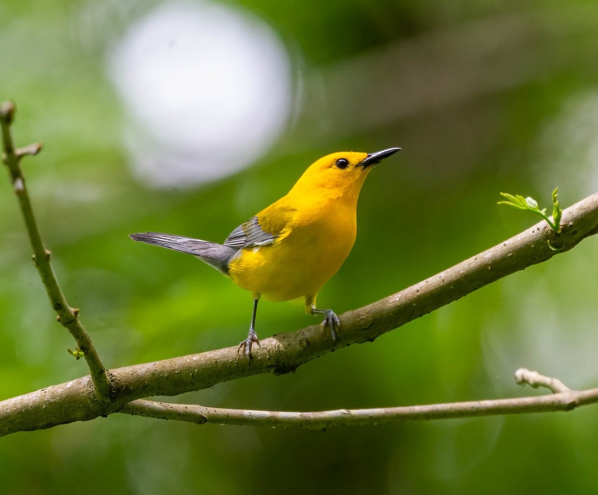 Prothonotary Warbler - ML620078636