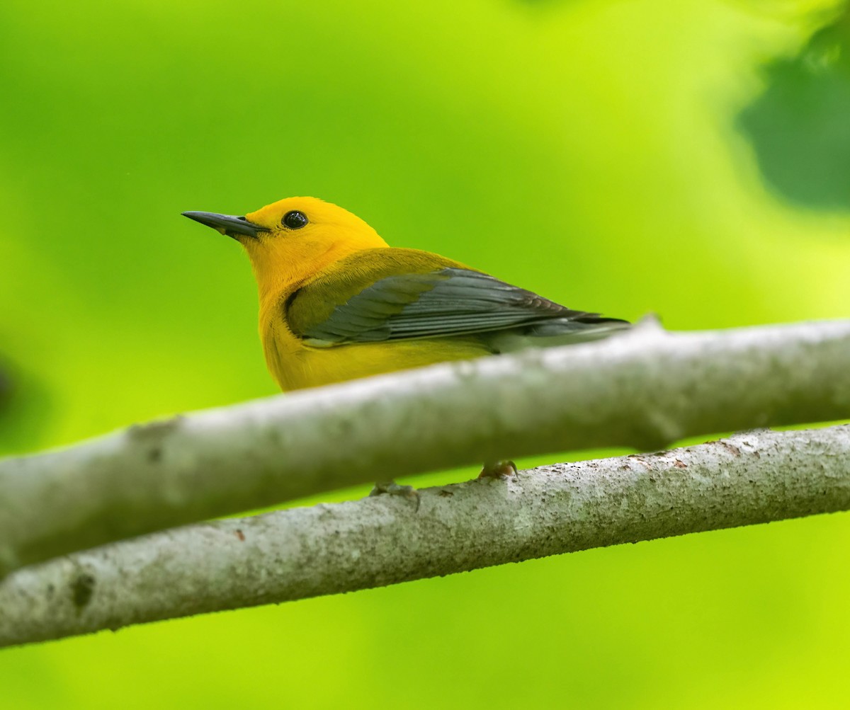 Prothonotary Warbler - ML620078648