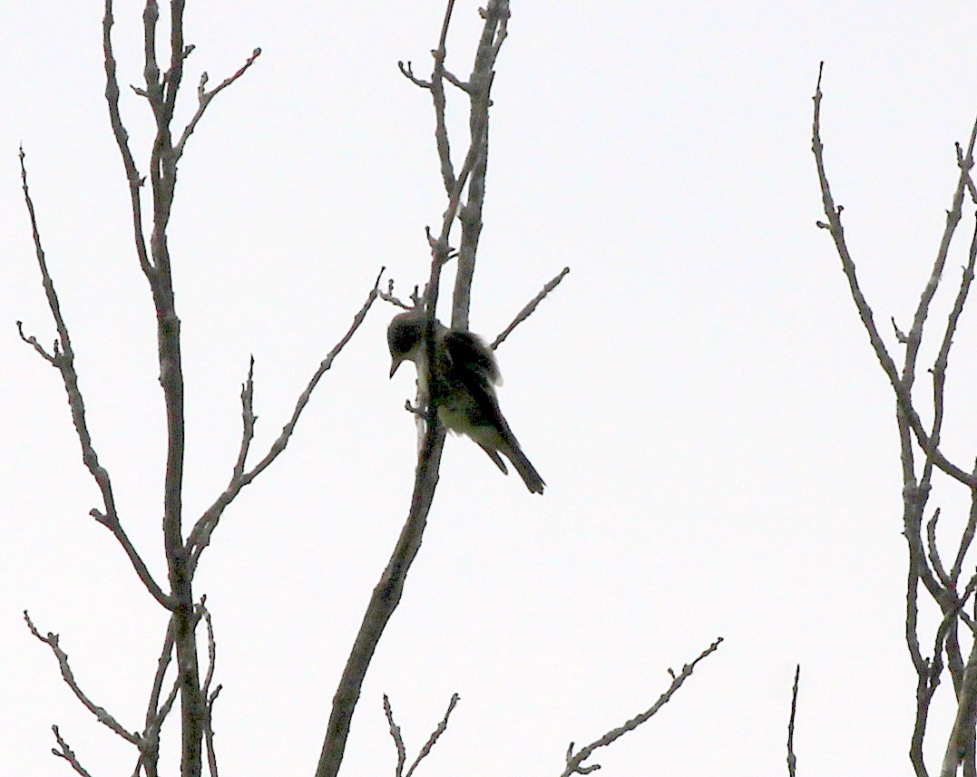 Olive-sided Flycatcher - ML620078655