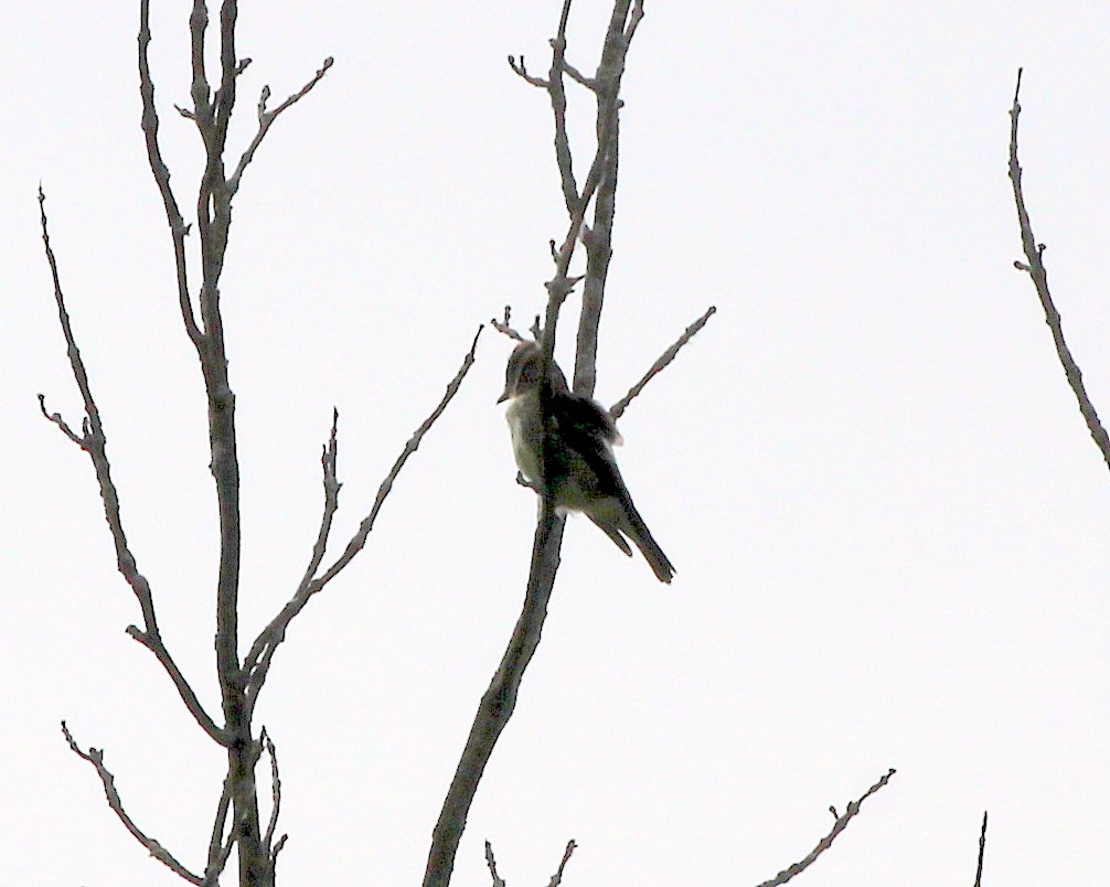 Olive-sided Flycatcher - ML620078656