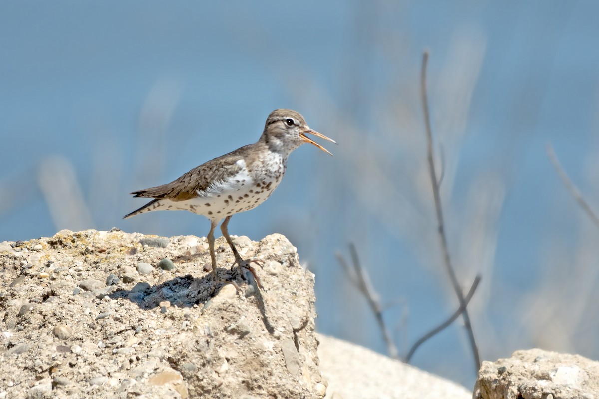 Spotted Sandpiper - ML620078674