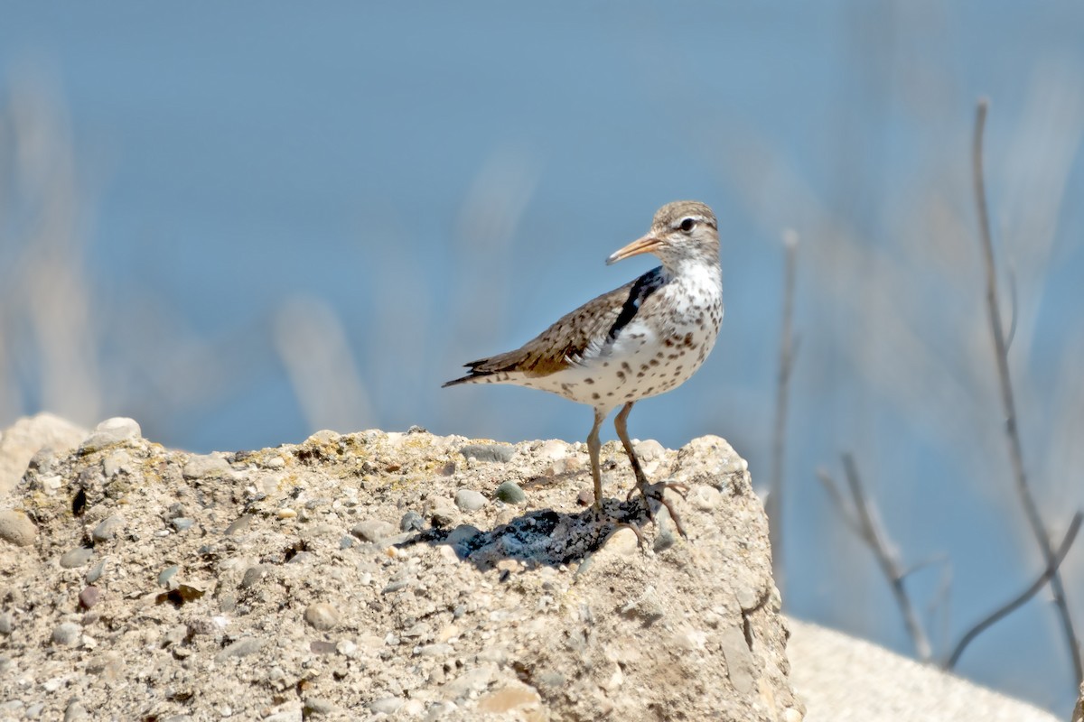 Spotted Sandpiper - ML620078675