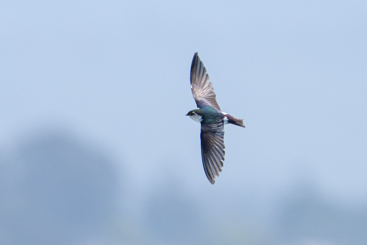 Violet-green Swallow - ML620078677