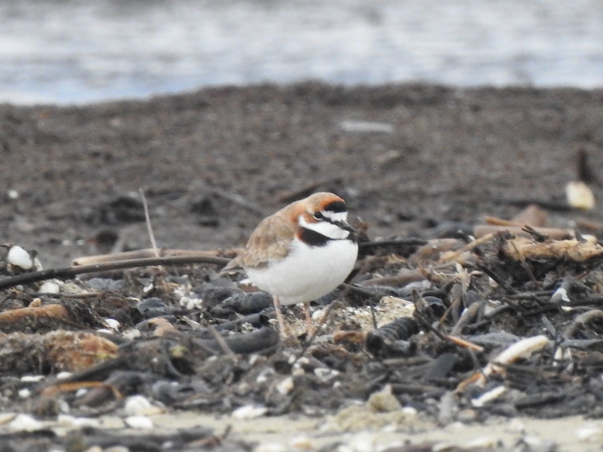 Collared Plover - ML620078683
