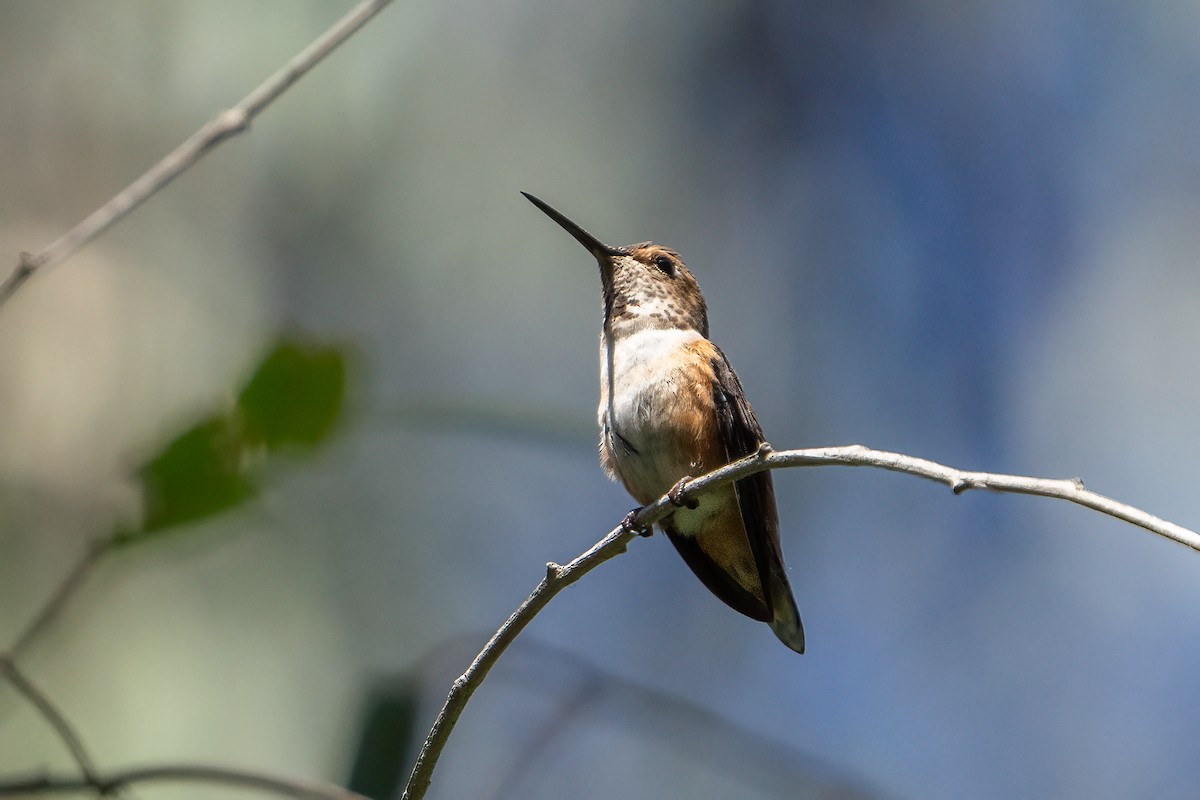 Allen's Hummingbird - ML620078687