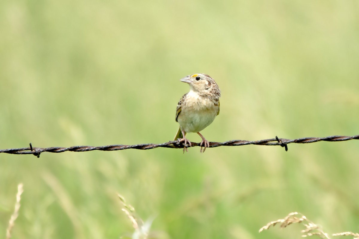 Grasshopper Sparrow - ML620078688