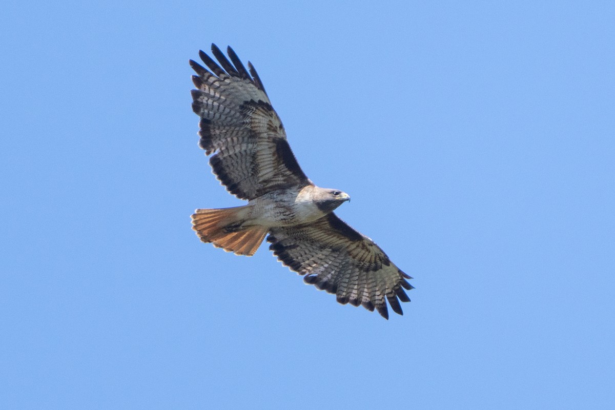 Red-tailed Hawk - ML620078701