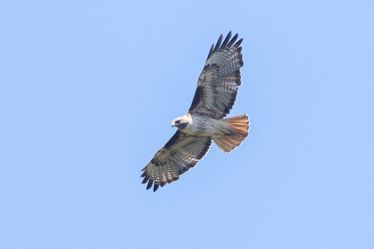 Red-tailed Hawk - ML620078702