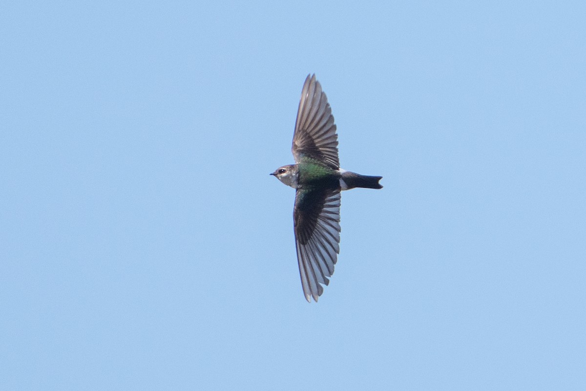 Violet-green Swallow - ML620078703