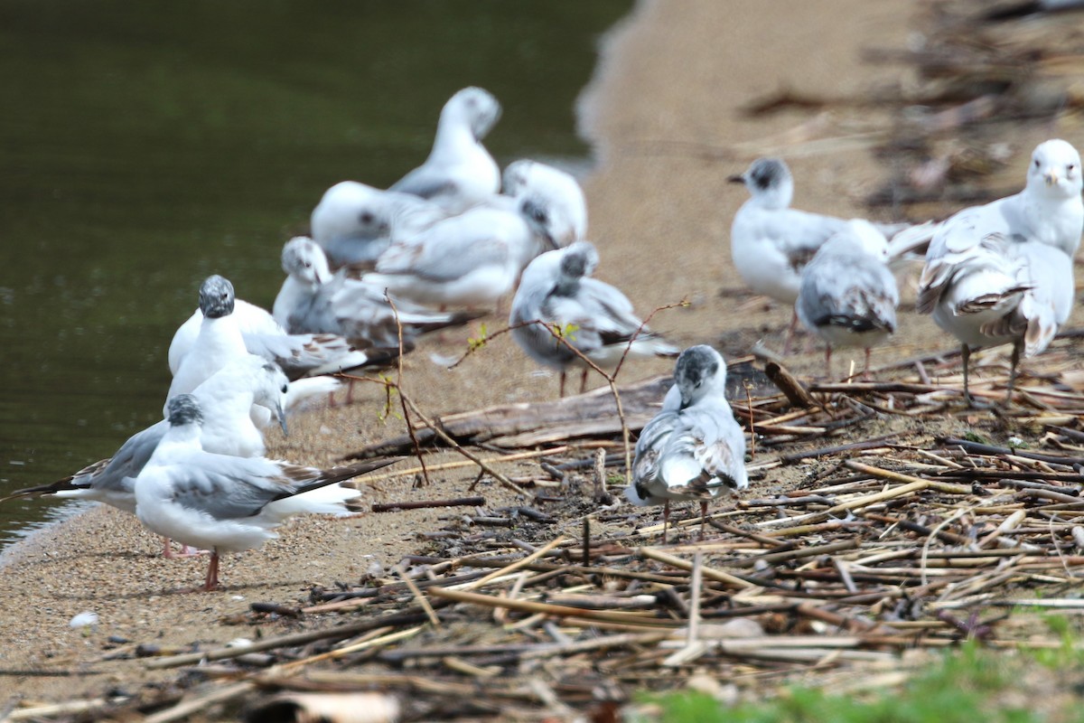 Bonaparte's Gull - ML620078713