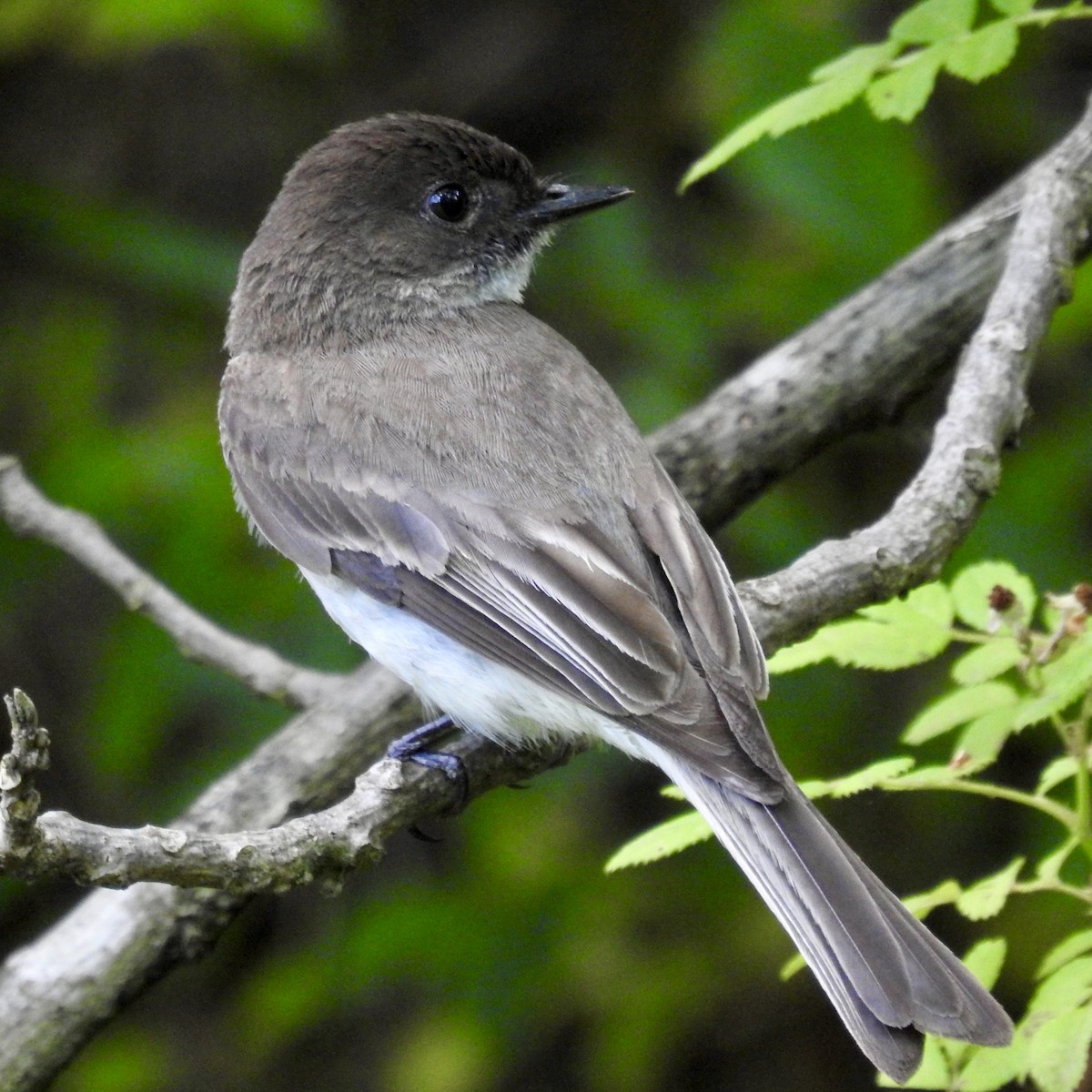 Eastern Phoebe - ML620078717