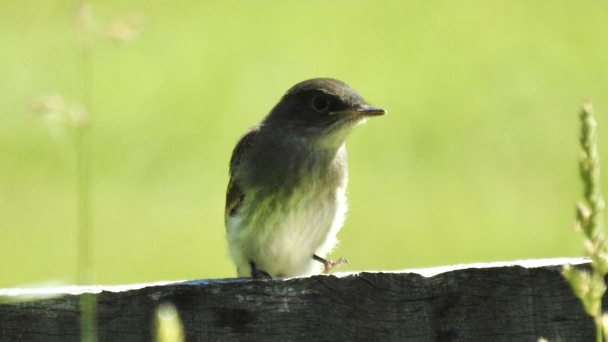 Eastern Phoebe - ML620078721