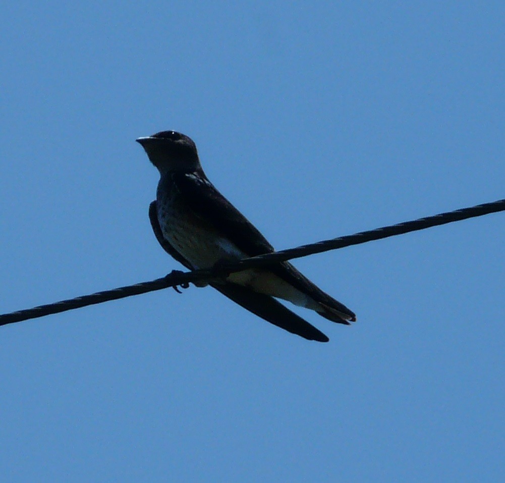 Purple Martin - ML620078732