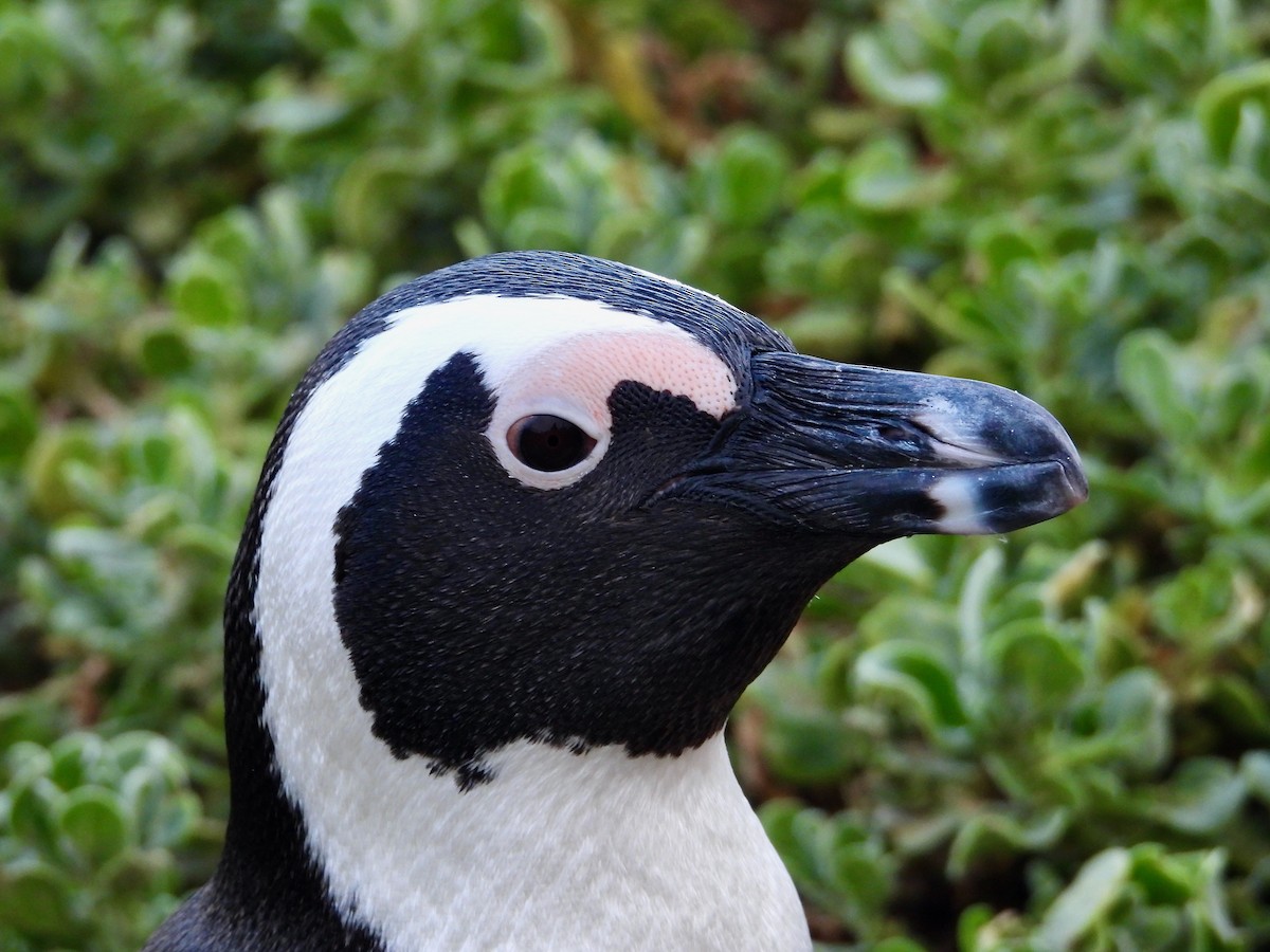 Pingüino de El Cabo - ML620078744
