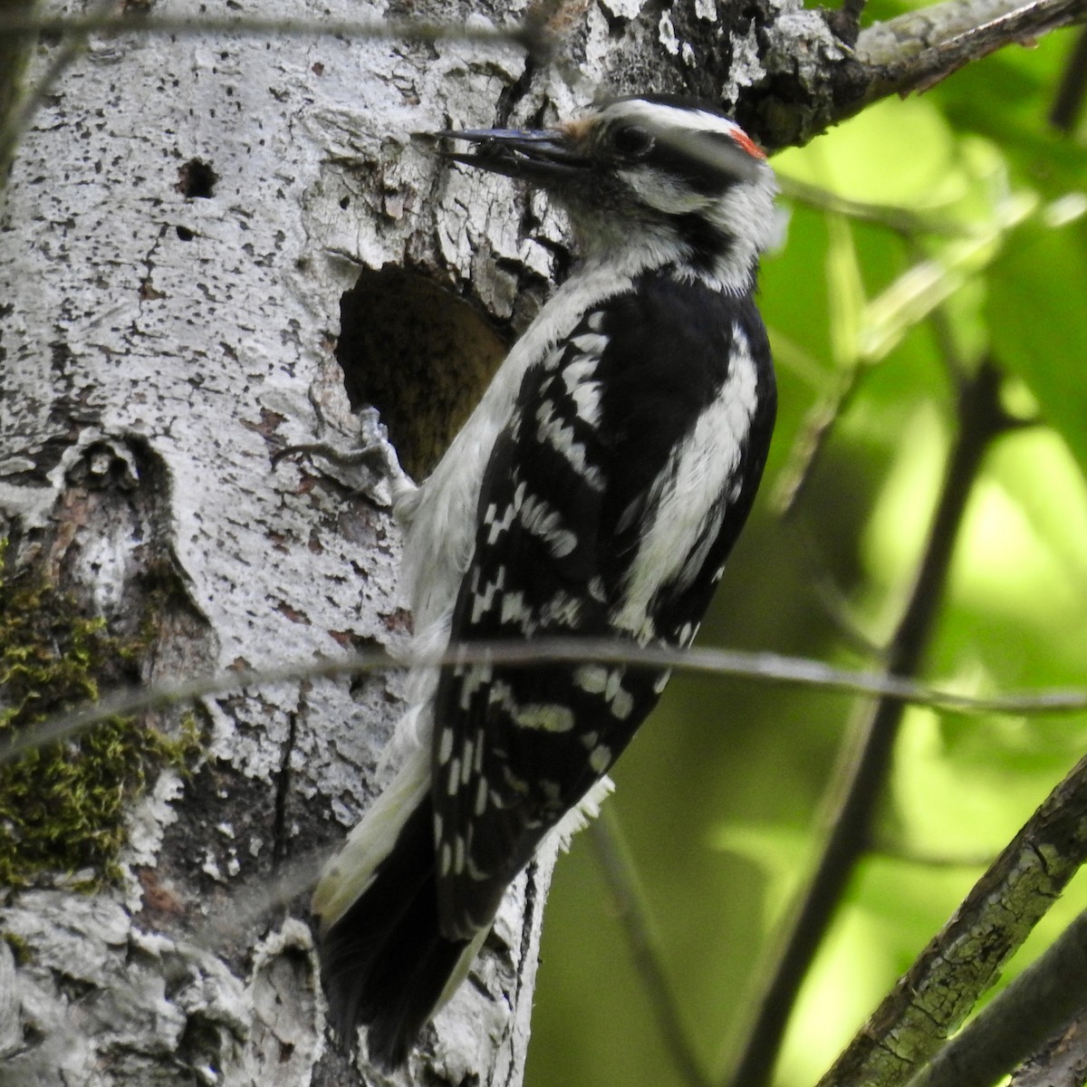 Hairy Woodpecker - ML620078745