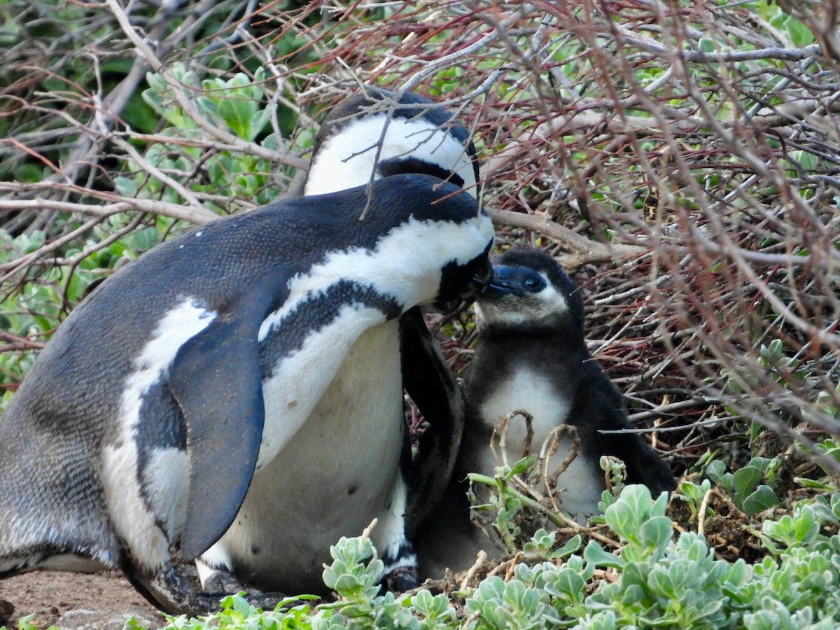 Pingüino de El Cabo - ML620078747