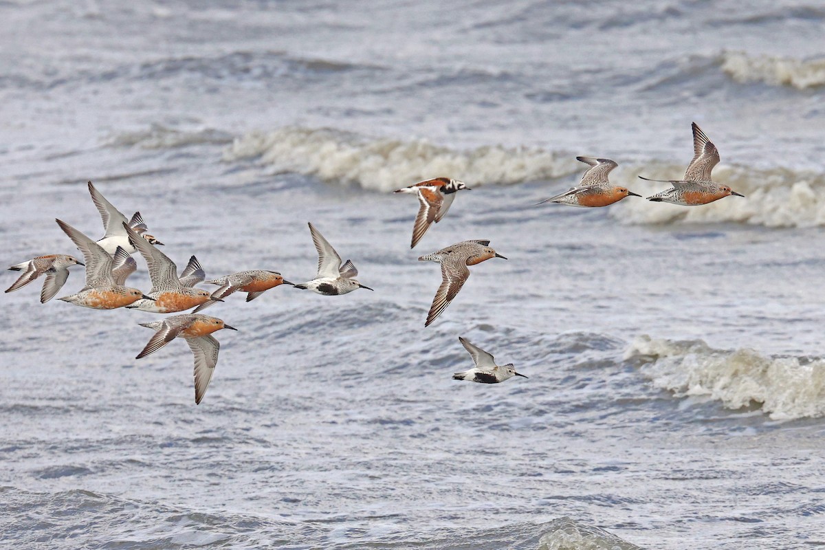 Red Knot - ML620078753