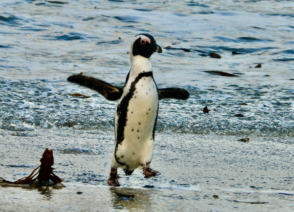 tučňák brýlový - ML620078757